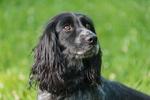 Click to read about English Cocker Spaniels by Clarke C. Jones. Photo ©Big Bark Photography.