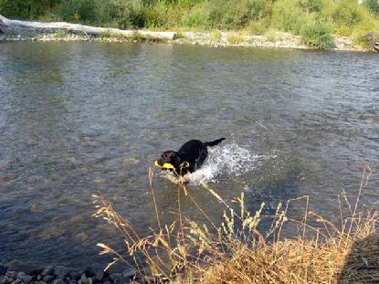 Luke at work in the Gallatin River.