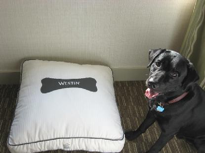 Luke slept like a puppy in his heavenly bed at the Westin in Lombard, IL.