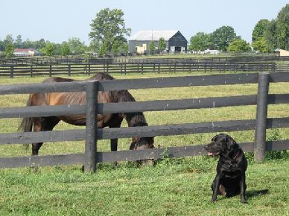 Luke enjoys his visit with the retired Thoroughbreds at Dream Chase Farm.