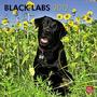 Luke is the cover of the Black Labs 2012 calendar published by BrownTrout.  Goochland Virginia photographer Dwight Dyke shot the fetching photo in a field of sunflowers on Old River Trail in Powhatan, Virginia.